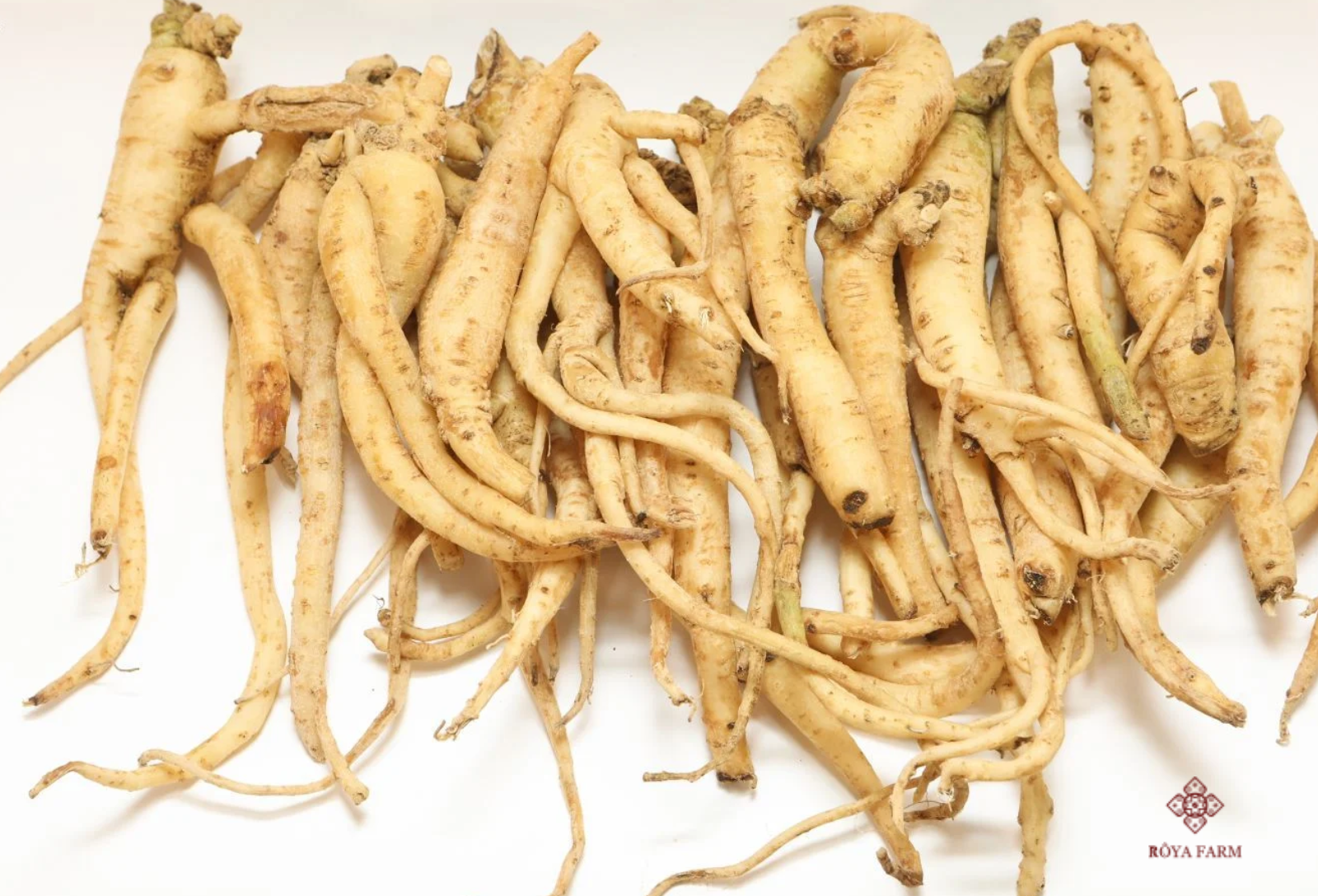 Sâm dây Ngọc Linh là gì? Sâm dây Ngọc Linh là gì?